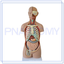 PNT-0311 85CM Human head neck torso model 3d anatomy model medical simulator